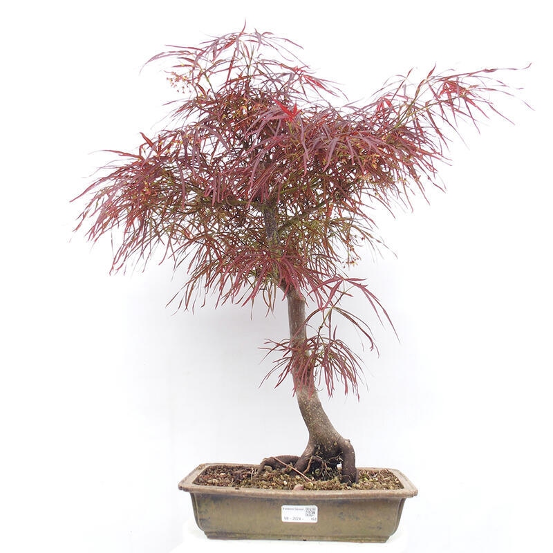 Vonkajší bonsai - Javor dlanitolistý - Acer palmatum RED PYGMY