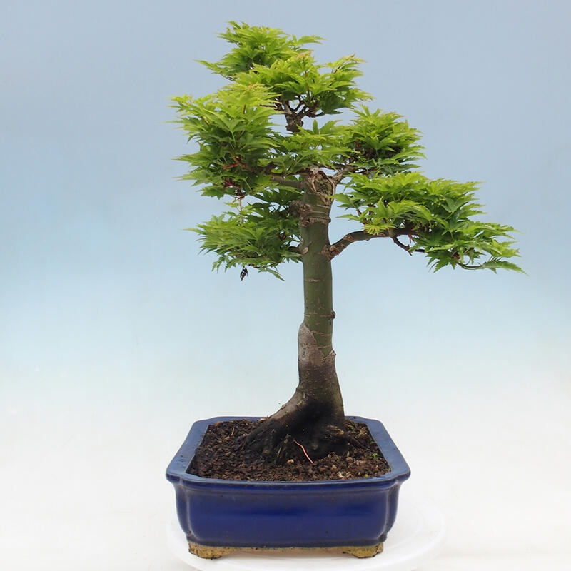 Vonkajší bonsai -Javor dlaňovitolistý Acer palmatum Shishigashira