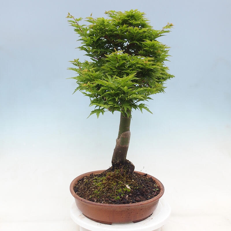 Vonkajší bonsai -Javor dlaňovitolistý Acer palmatum Shishigashira