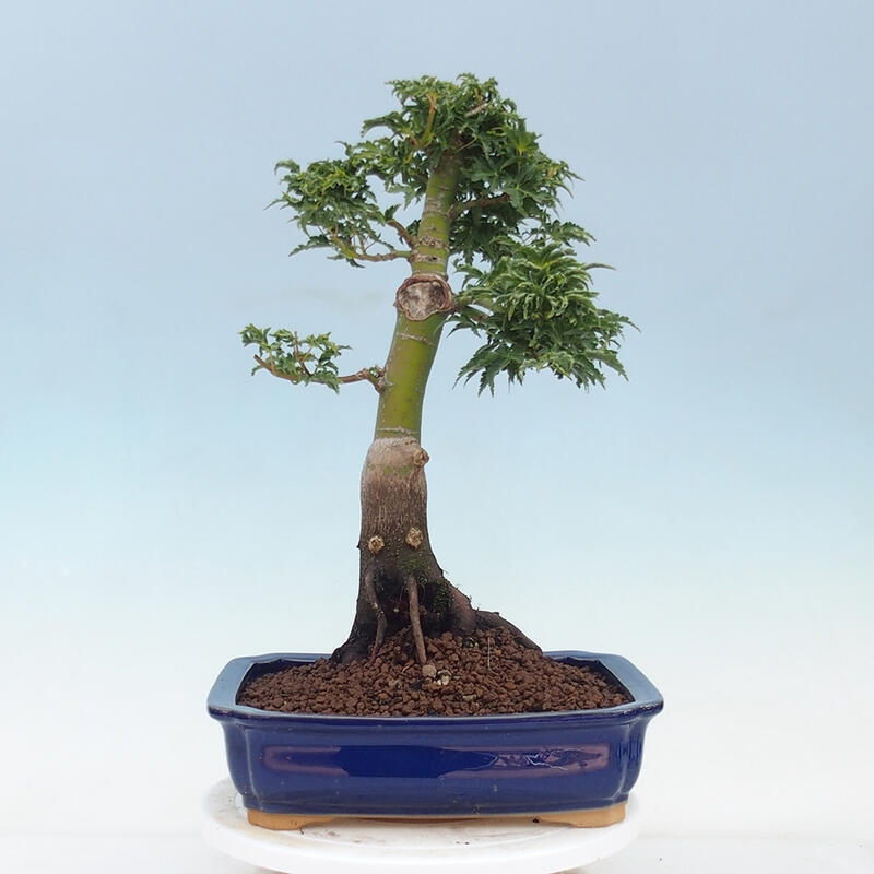 Vonkajší bonsai -Javor dlaňovitolistý Acer palmatum Shishigashira