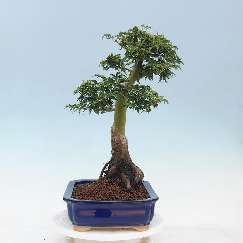 Vonkajší bonsai -Javor dlaňovitolistý Acer palmatum Shishigashira