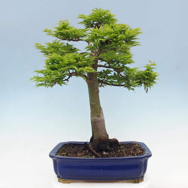 Vonkajší bonsai -Javor dlaňovitolistý Acer palmatum Shishigashira