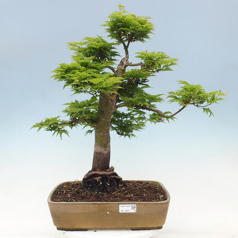 Vonkajší bonsai -Javor dlaňovitolistý Acer palmatum Shishigashira