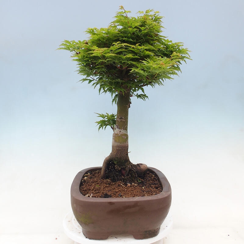 Vonkajší bonsai -Javor dlaňovitolistý Acer palmatum Shishigashira