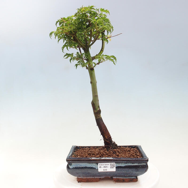 Vonkajší bonsai -Javor dlaňovitolistý Acer palmatum Shishigashira