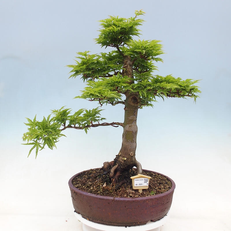 Vonkajší bonsai -Javor dlaňovitolistý Acer palmatum Shishigashira