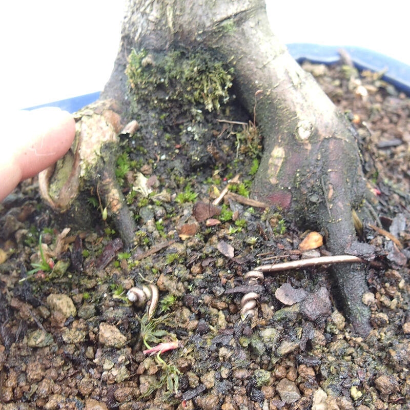 Vonkajší bonsai -Javor dlaňovitolistý Acer palmatum Shishigashira