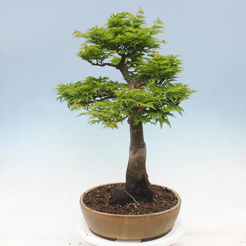 Vonkajší bonsai -Javor dlaňovitolistý Acer palmatum Shishigashira