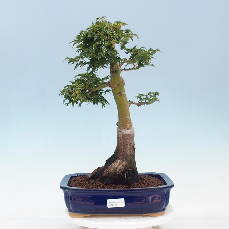 Vonkajší bonsai -Javor dlaňovitolistý Acer palmatum Shishigashira