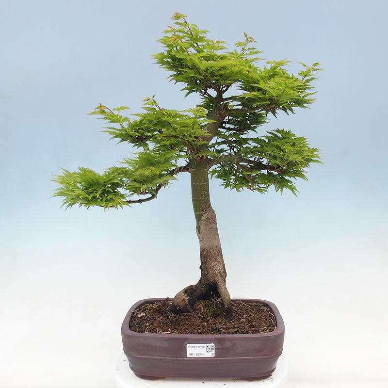 Vonkajší bonsai -Javor dlaňovitolistý Acer palmatum Shishigashira