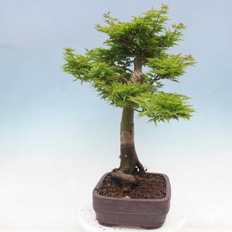 Vonkajší bonsai -Javor dlaňovitolistý Acer palmatum Shishigashira