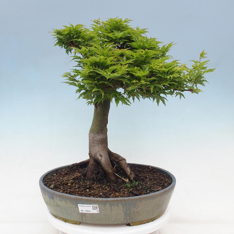 Vonkajší bonsai -Javor dlaňovitolistý Acer palmatum Shishigashira