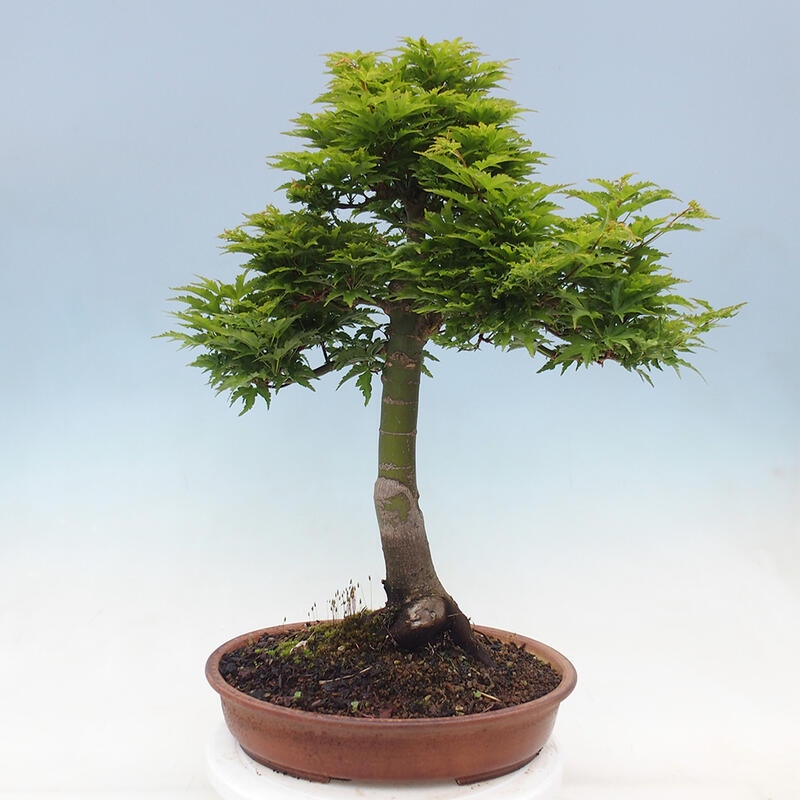 Vonkajší bonsai -Javor dlaňovitolistý Acer palmatum Shishigashira