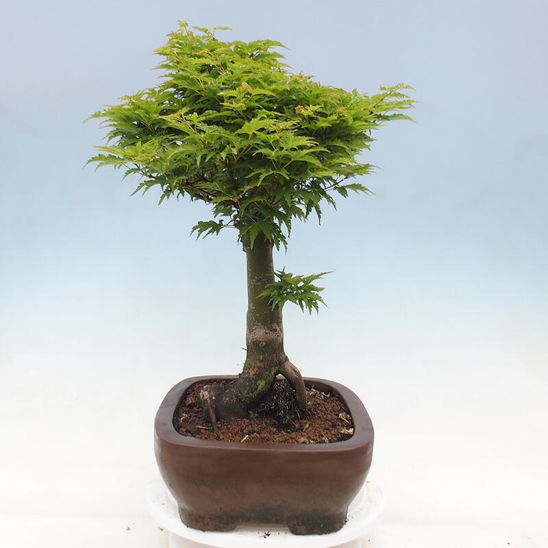 Vonkajší bonsai -Javor dlaňovitolistý Acer palmatum Shishigashira