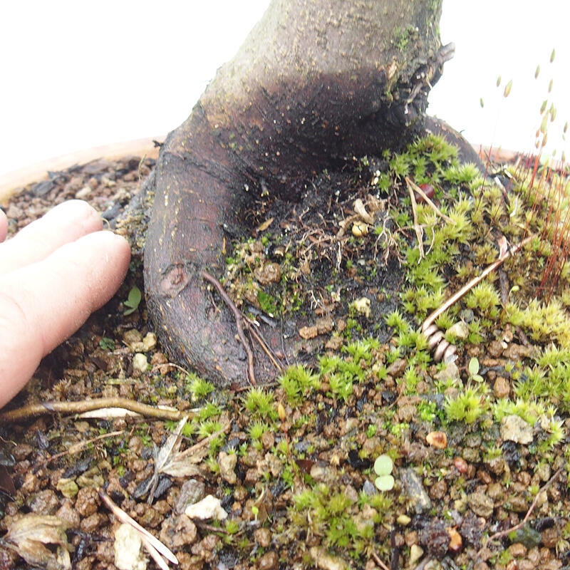 Vonkajší bonsai -Javor dlaňovitolistý Acer palmatum Shishigashira