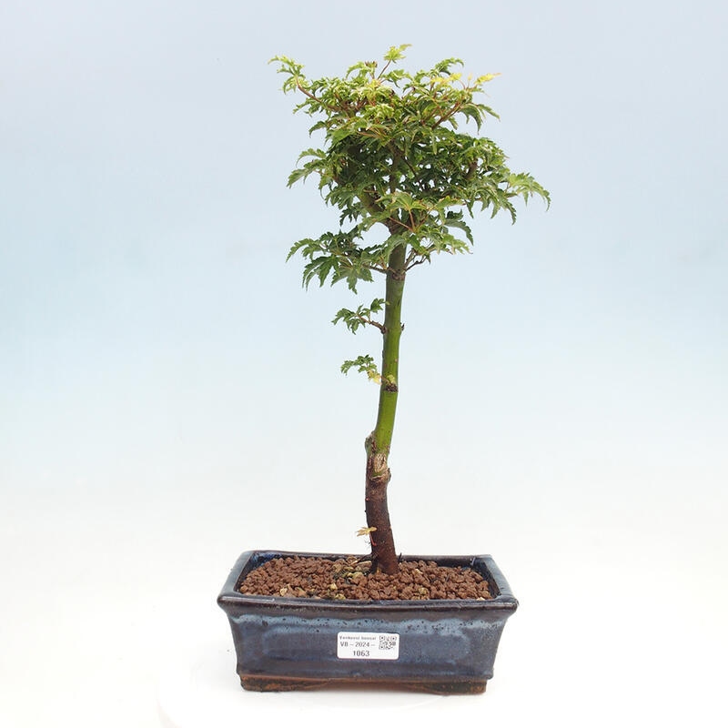 Vonkajší bonsai -Javor dlanitolistý Acer palmatum Shishigashira