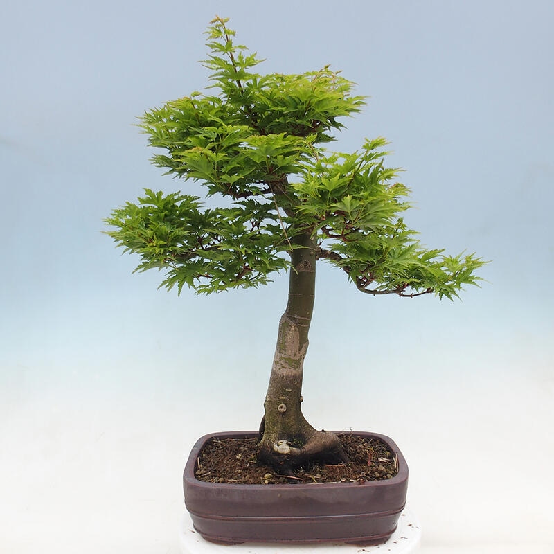 Vonkajší bonsai -Javor dlaňovitolistý Acer palmatum Shishigashira