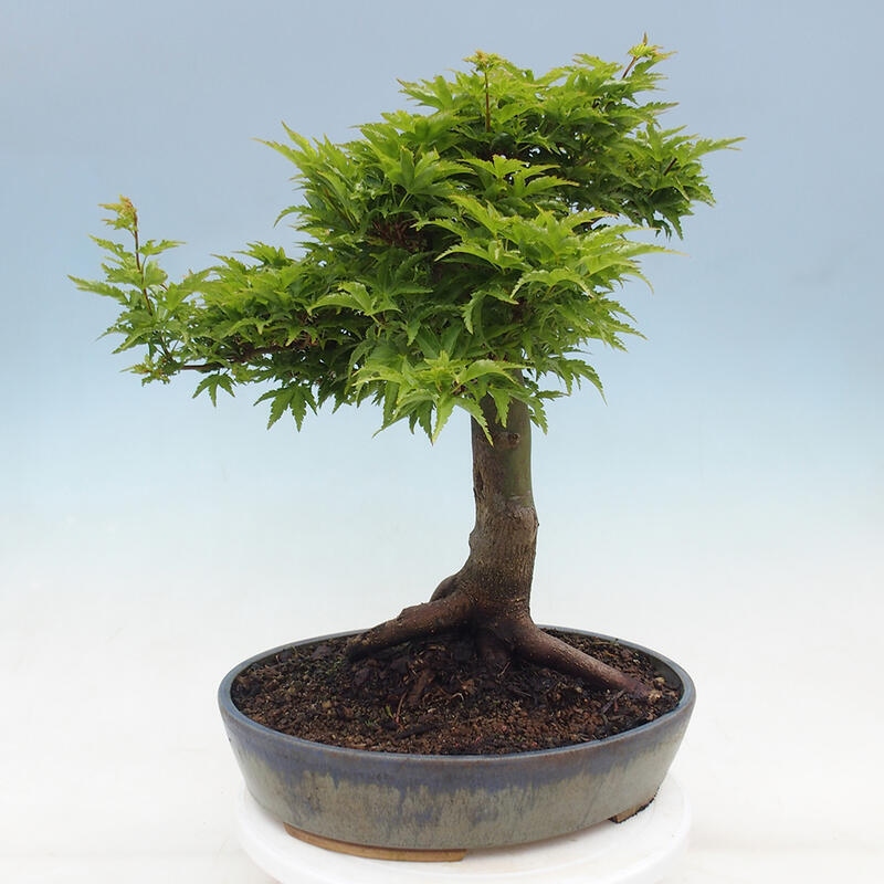 Vonkajší bonsai -Javor dlaňovitolistý Acer palmatum Shishigashira