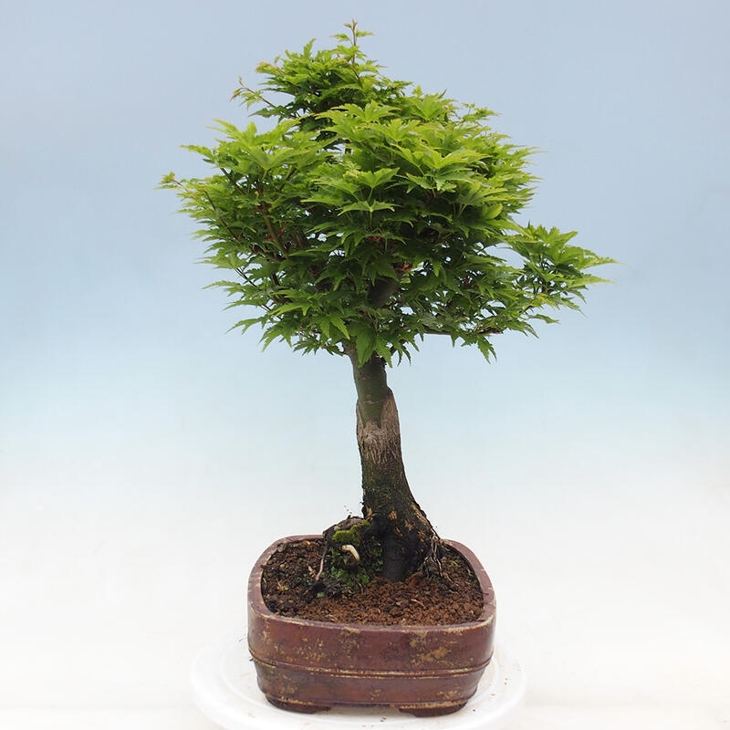 Vonkajší bonsai -Javor dlaňovitolistý Acer palmatum Shishigashira