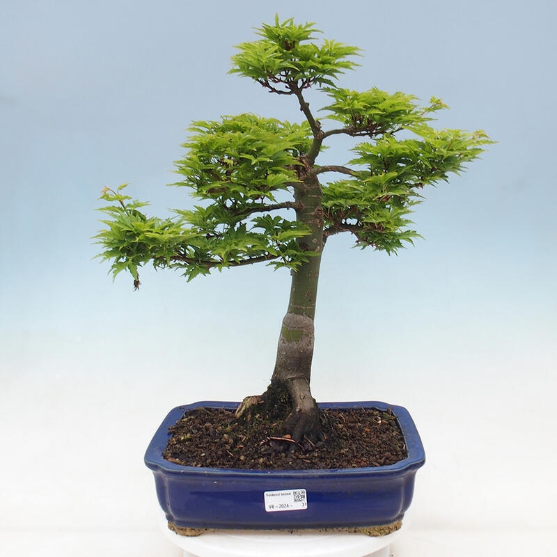 Vonkajší bonsai -Javor dlaňovitolistý Acer palmatum Shishigashira