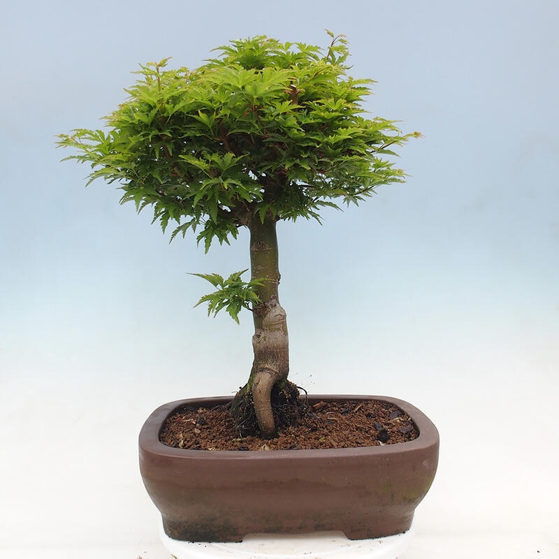 Vonkajší bonsai -Javor dlaňovitolistý Acer palmatum Shishigashira