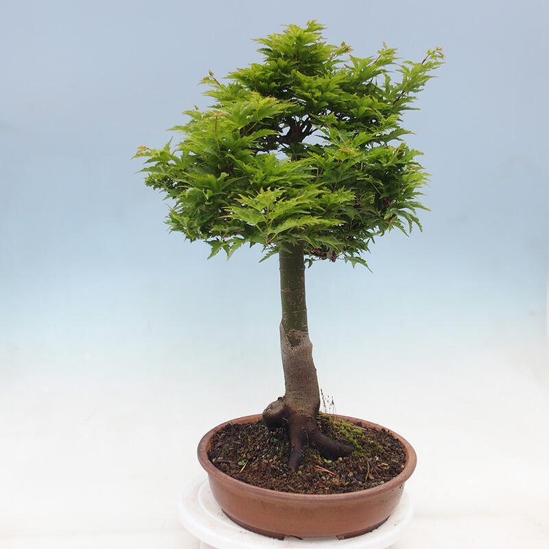 Vonkajší bonsai -Javor dlaňovitolistý Acer palmatum Shishigashira