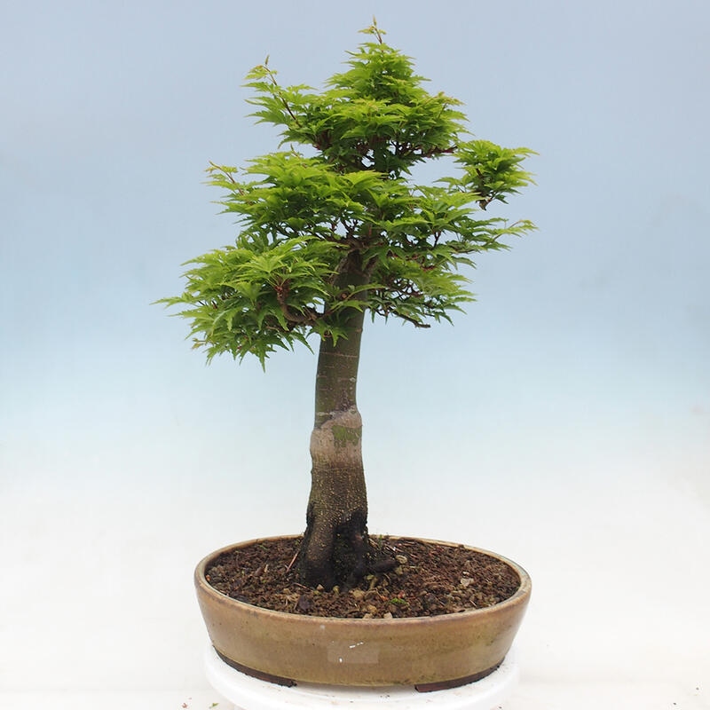 Vonkajší bonsai -Javor dlaňovitolistý Acer palmatum Shishigashira