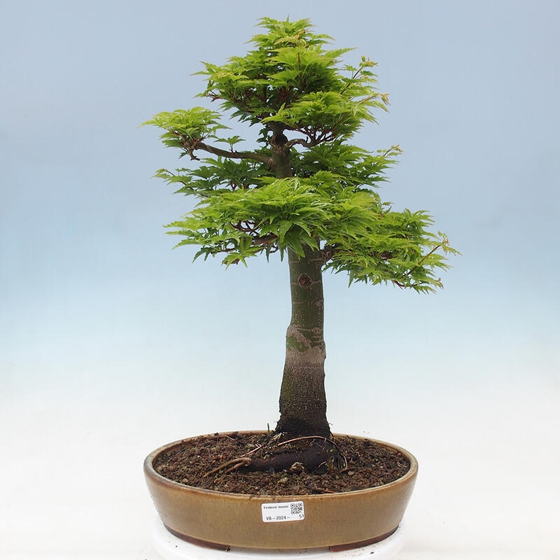 Vonkajší bonsai -Javor dlaňovitolistý Acer palmatum Shishigashira