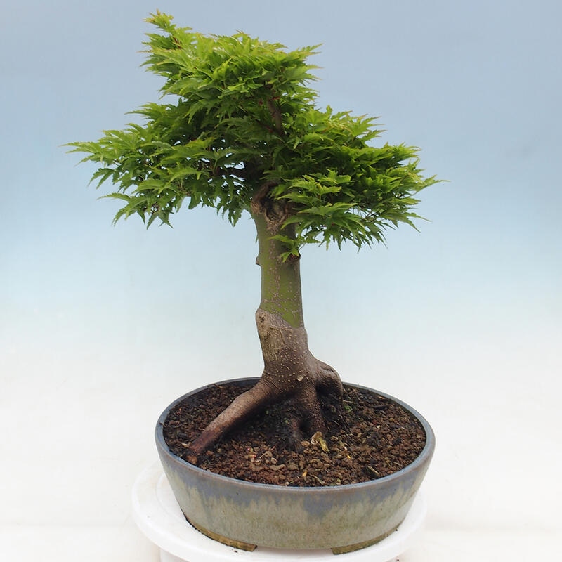 Vonkajší bonsai -Javor dlaňovitolistý Acer palmatum Shishigashira