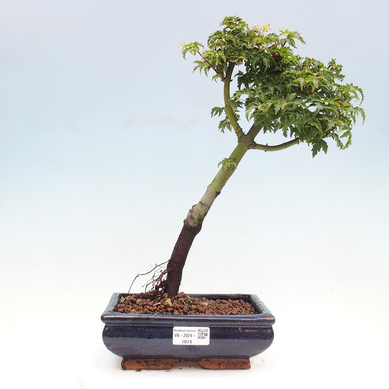 Vonkajší bonsai -Javor dlanitolistý Acer palmatum Shishigashira