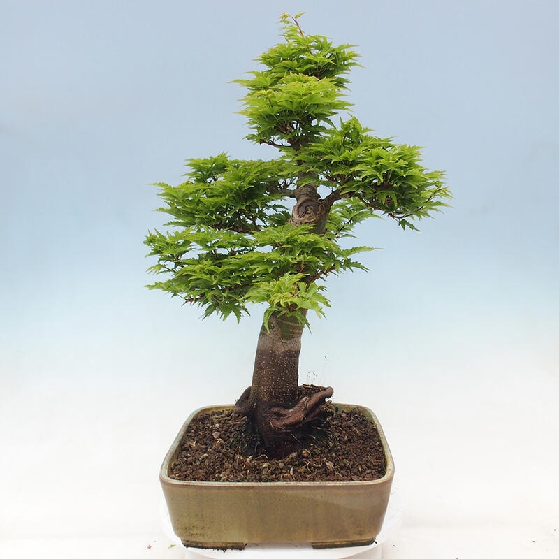 Vonkajší bonsai -Javor dlaňovitolistý Acer palmatum Shishigashira