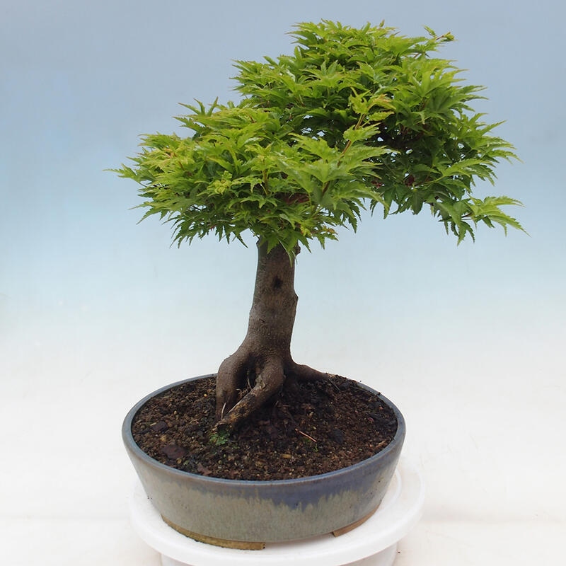 Vonkajší bonsai -Javor dlaňovitolistý Acer palmatum Shishigashira