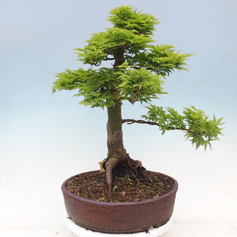 Vonkajší bonsai -Javor dlaňovitolistý Acer palmatum Shishigashira