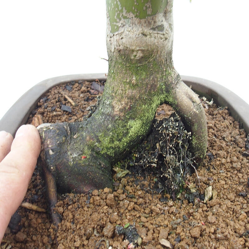 Vonkajší bonsai -Javor dlaňovitolistý Acer palmatum Shishigashira