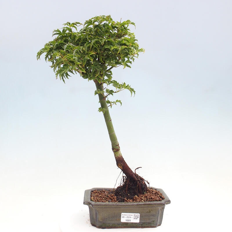 Vonkajší bonsai -Javor dlanitolistý Acer palmatum Shishigashira