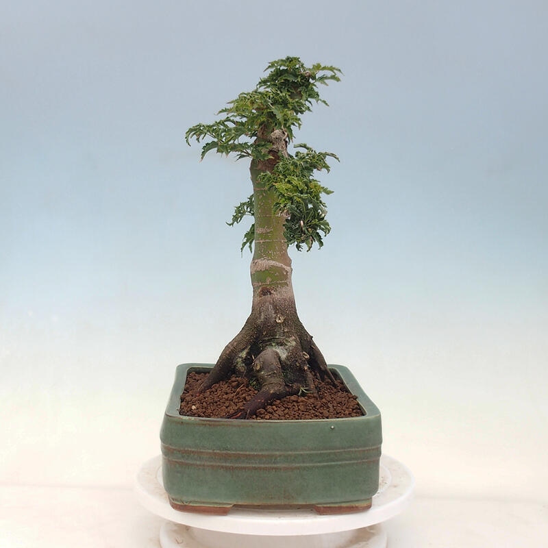 Vonkajší bonsai -Javor dlaňovitolistý Acer palmatum Shishigashira