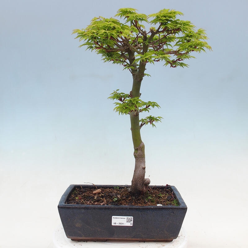 Vonkajší bonsai -Javor dlaňovitolistý Acer palmatum Shishigashira