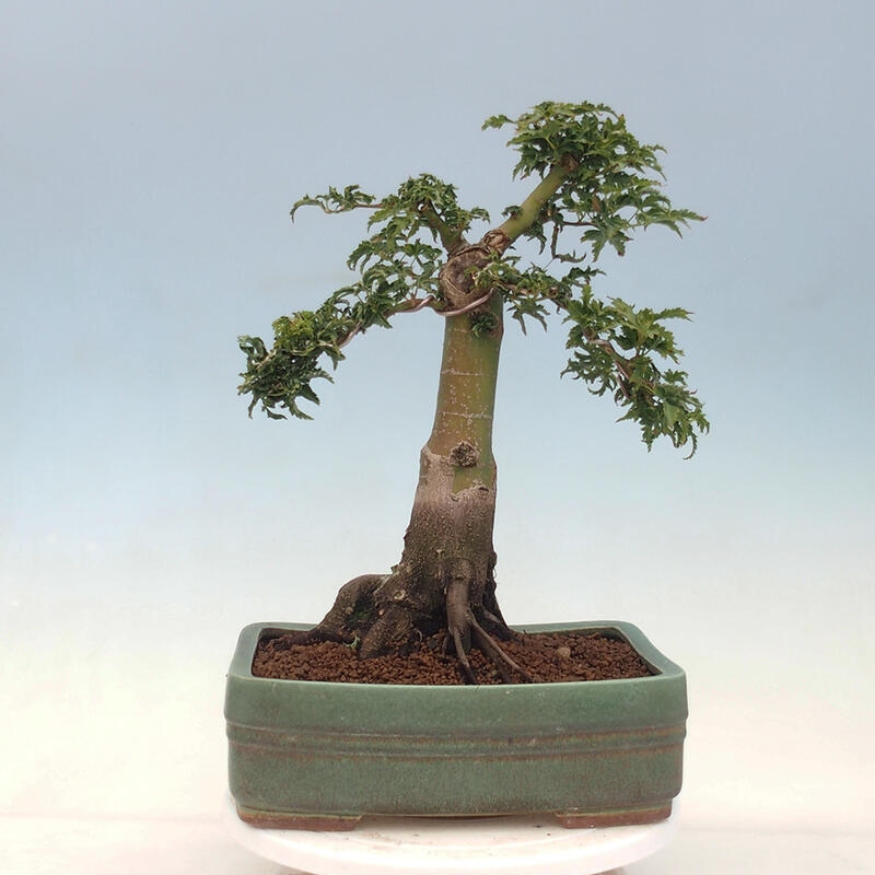 Vonkajší bonsai -Javor dlaňovitolistý Acer palmatum Shishigashira