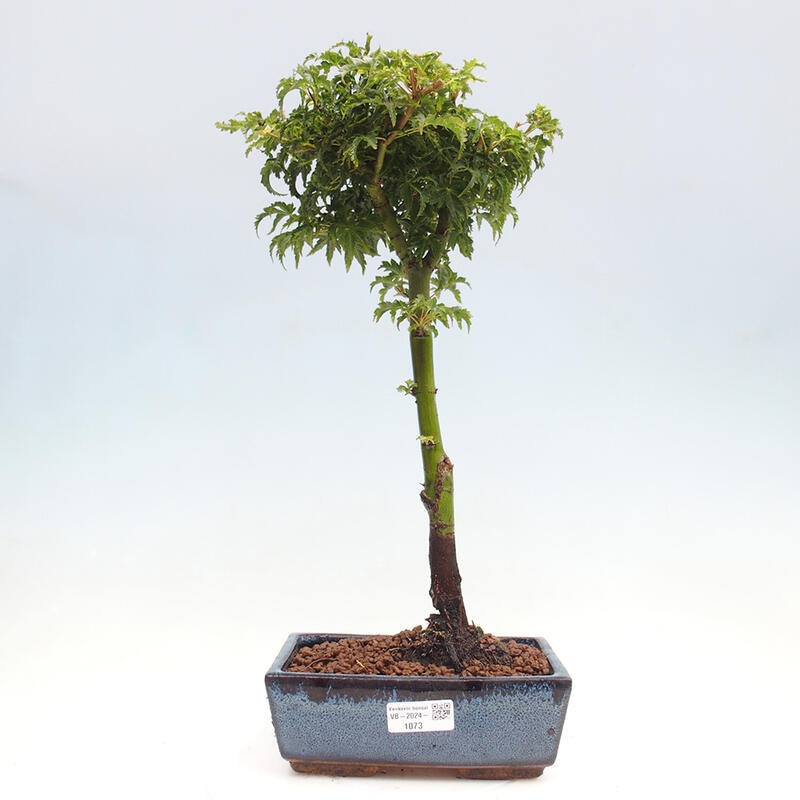 Vonkajší bonsai -Javor dlanitolistý Acer palmatum Shishigashira