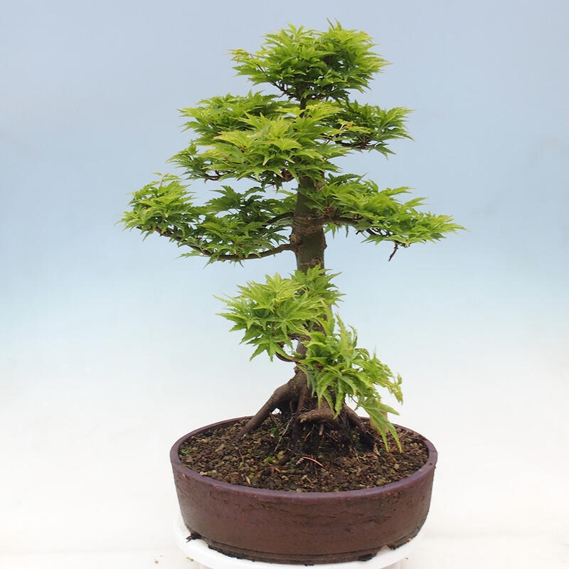 Vonkajší bonsai -Javor dlaňovitolistý Acer palmatum Shishigashira