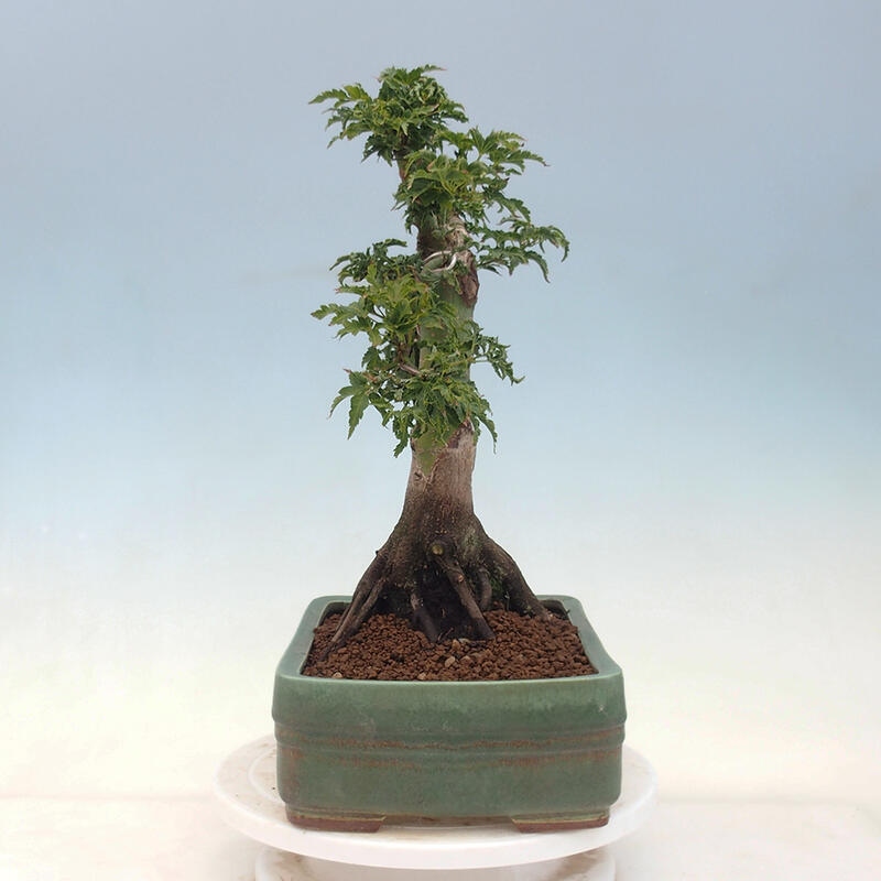 Vonkajší bonsai -Javor dlaňovitolistý Acer palmatum Shishigashira