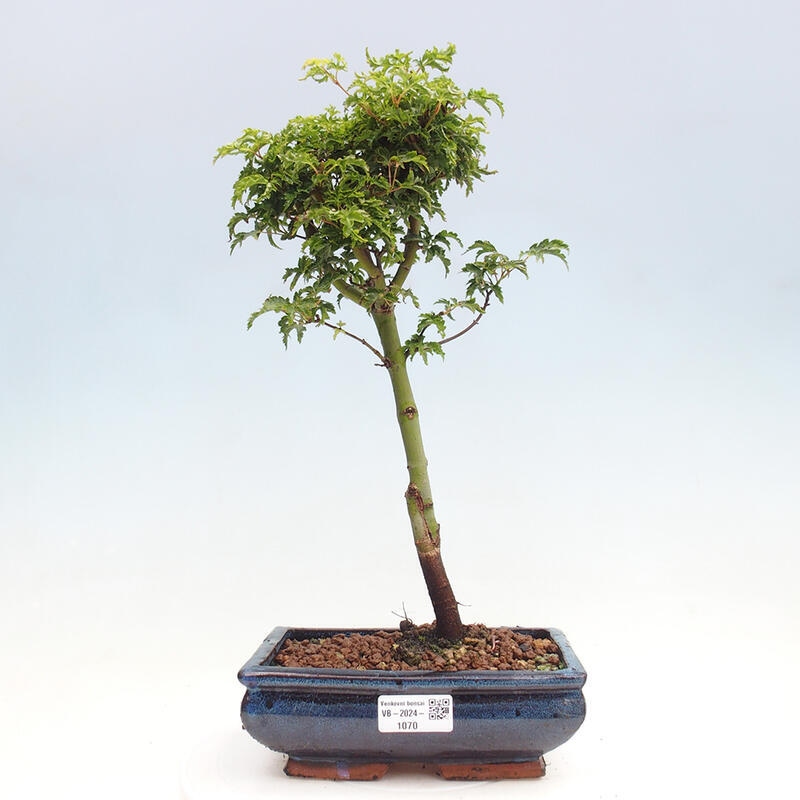 Vonkajší bonsai -Javor dlanitolistý Acer palmatum Shishigashira