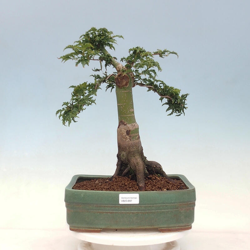 Vonkajší bonsai -Javor dlaňovitolistý Acer palmatum Shishigashira