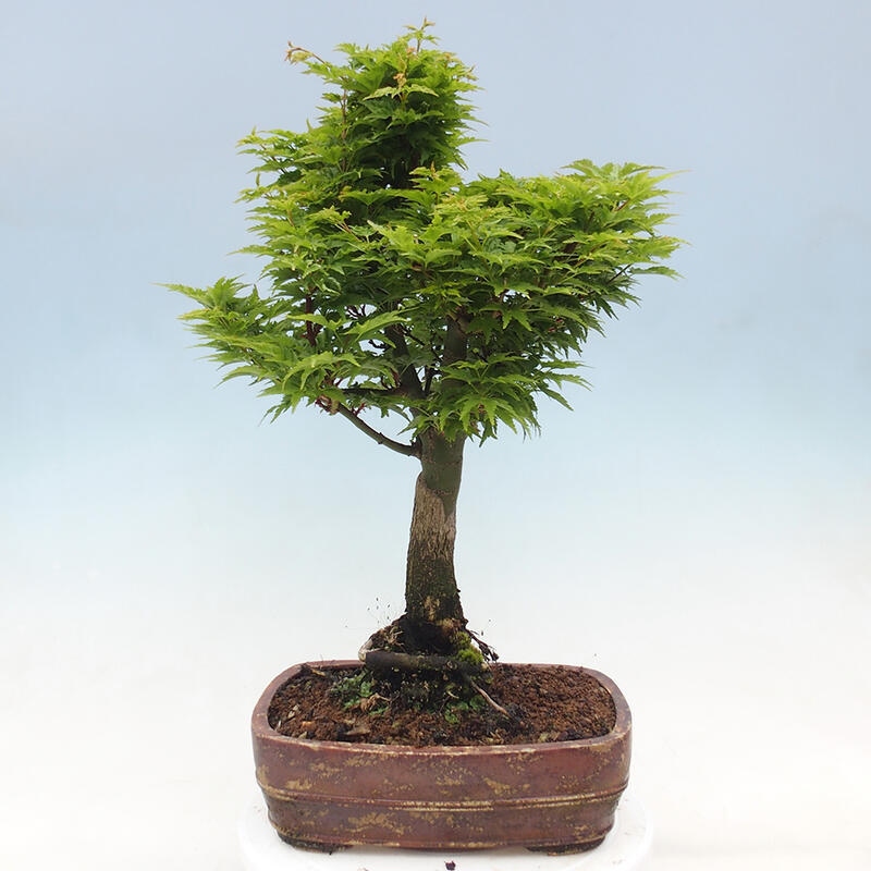 Vonkajší bonsai -Javor dlaňovitolistý Acer palmatum Shishigashira