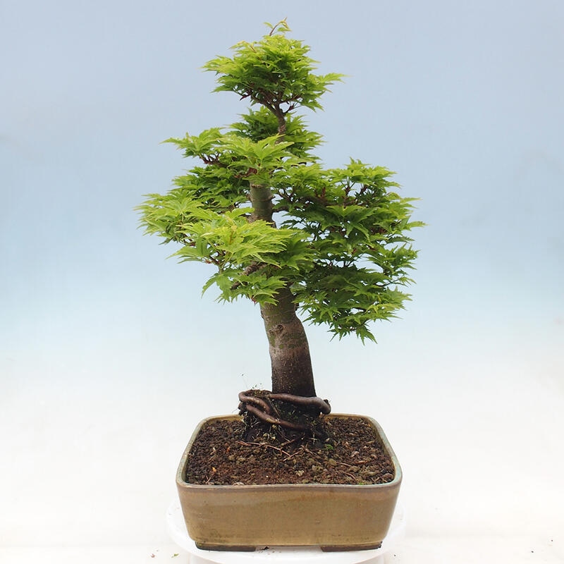 Vonkajší bonsai -Javor dlaňovitolistý Acer palmatum Shishigashira