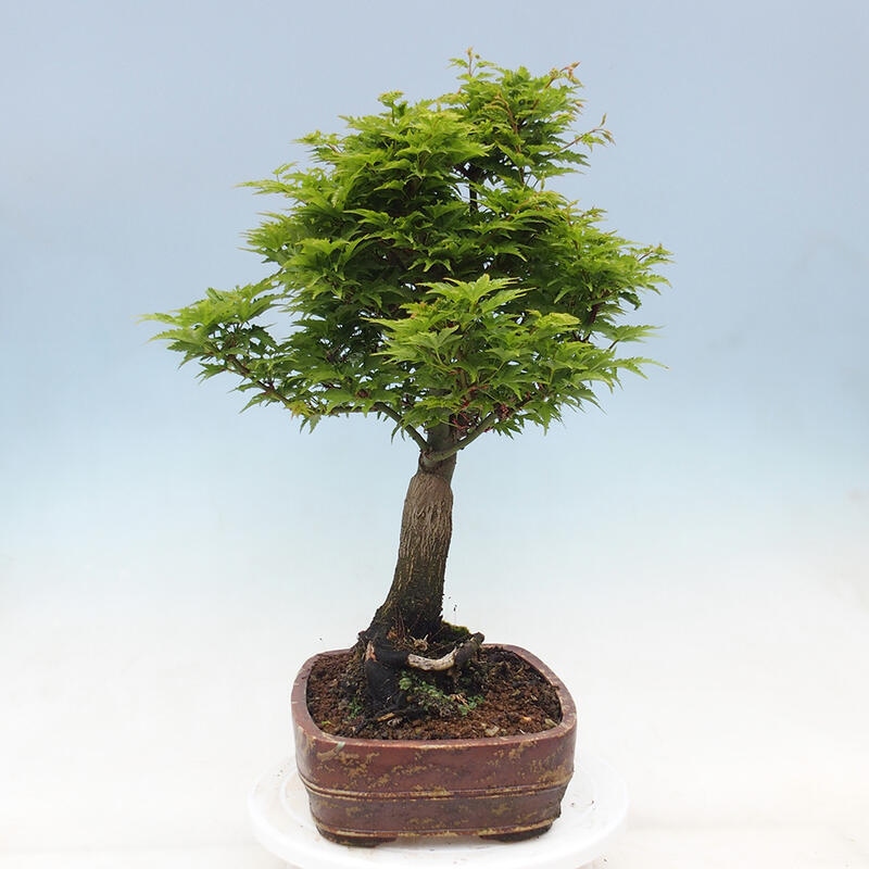 Vonkajší bonsai -Javor dlaňovitolistý Acer palmatum Shishigashira