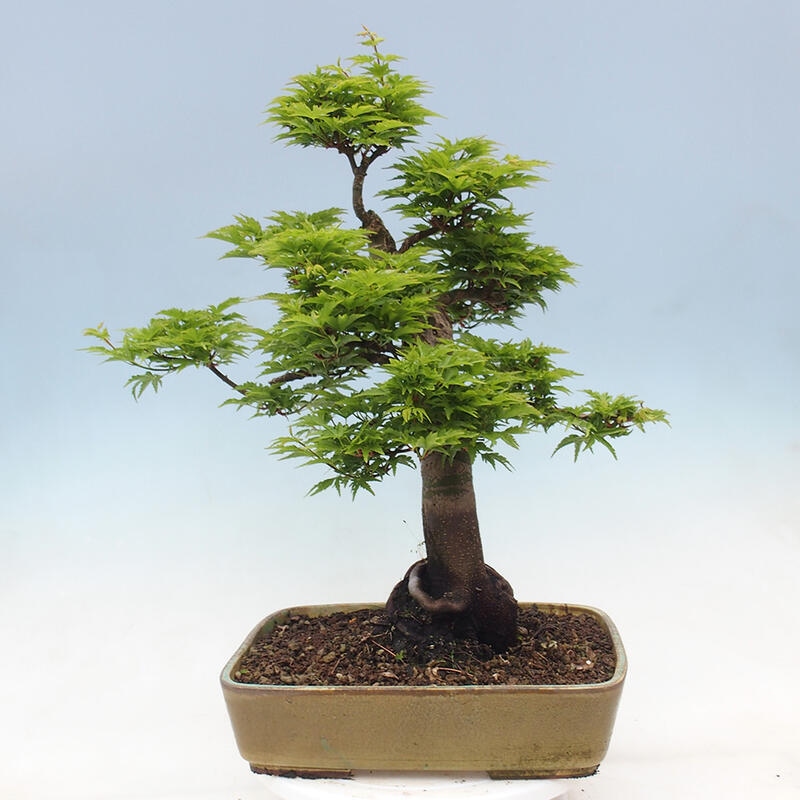 Vonkajší bonsai -Javor dlaňovitolistý Acer palmatum Shishigashira