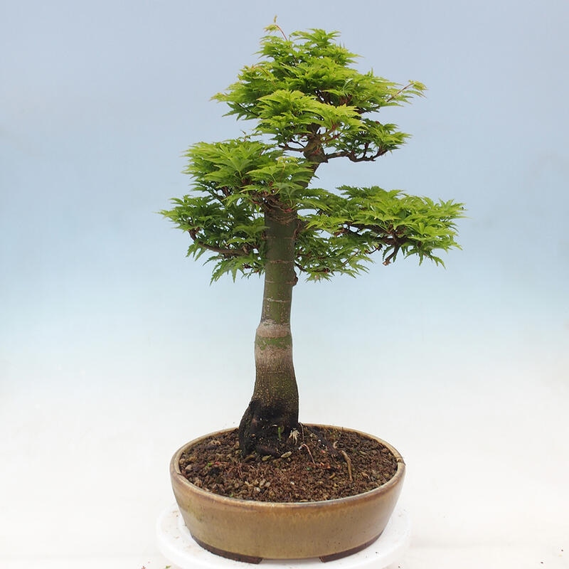 Vonkajší bonsai -Javor dlaňovitolistý Acer palmatum Shishigashira