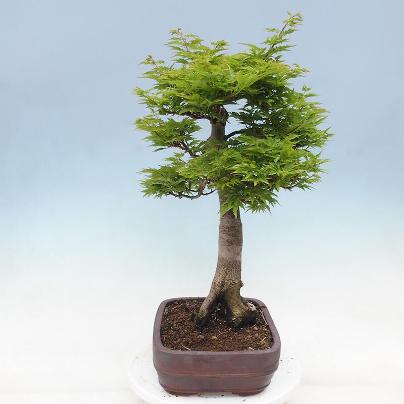 Vonkajší bonsai -Javor dlaňovitolistý Acer palmatum Shishigashira