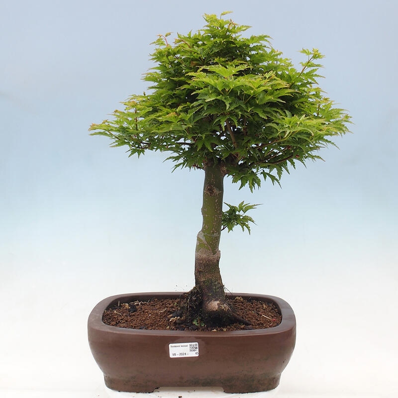 Vonkajší bonsai -Javor dlaňovitolistý Acer palmatum Shishigashira